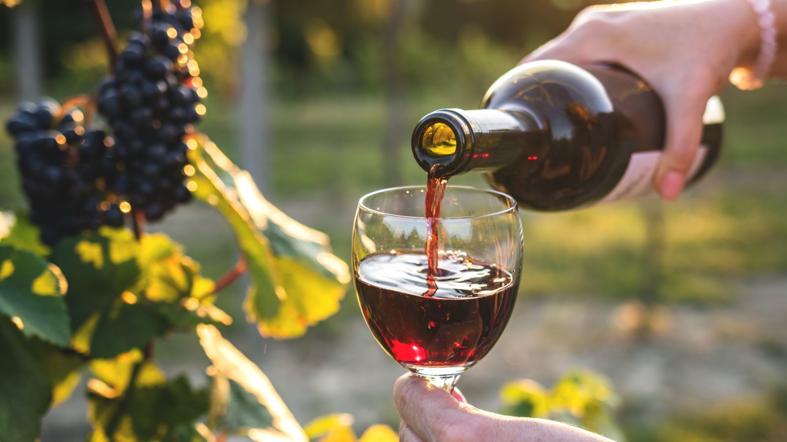 Pairing Food and Wine at a Winery Sacramento Style